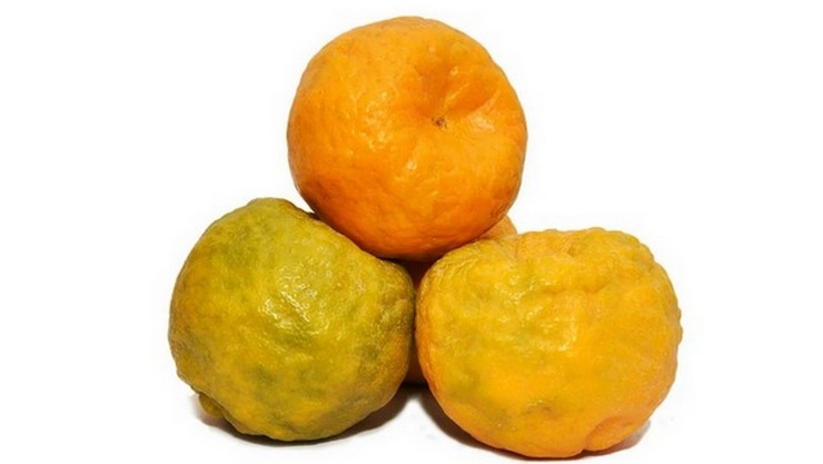 Kamala Orange 1