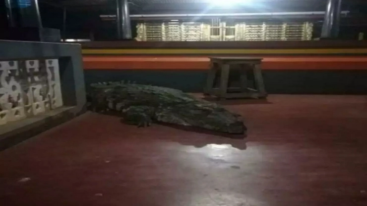 Kerala Crocodile