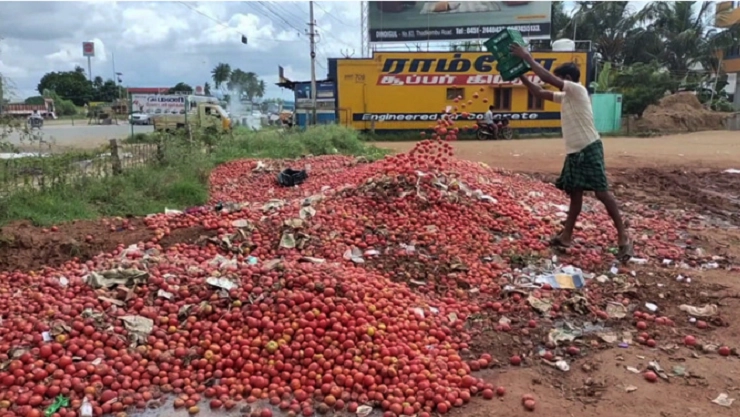 tomato