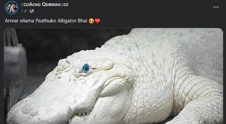 albino croc