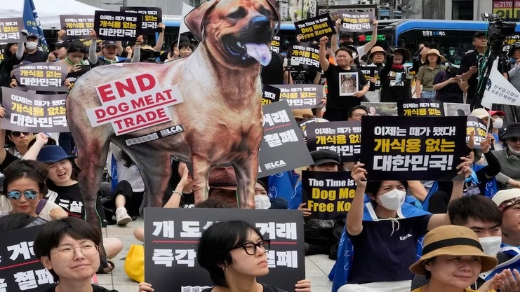 south korea- dog meat