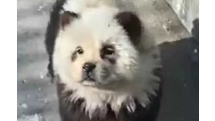 Panda Dog
