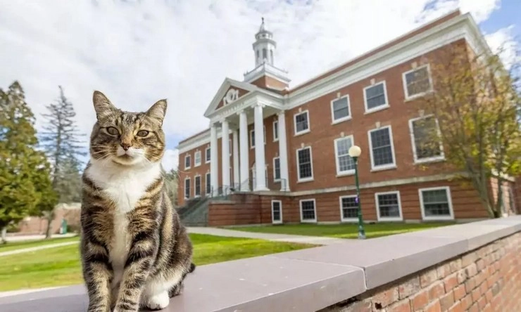 Cat Max vernont University