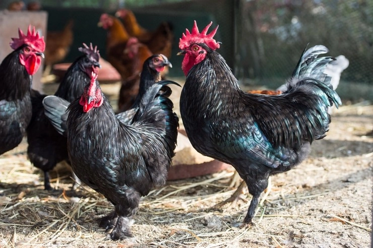 Kadaknath Chicken