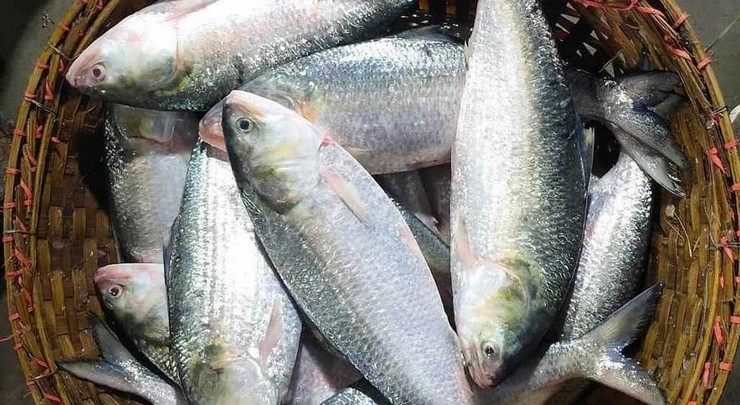 Hilsa Fish