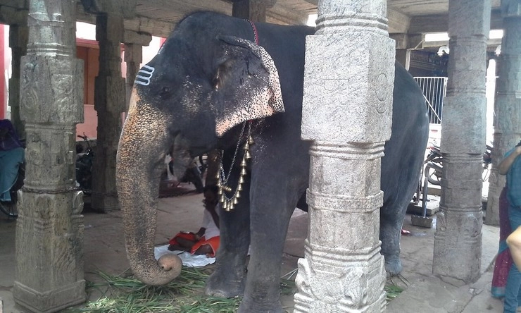 Kundrakudi Temple elephant