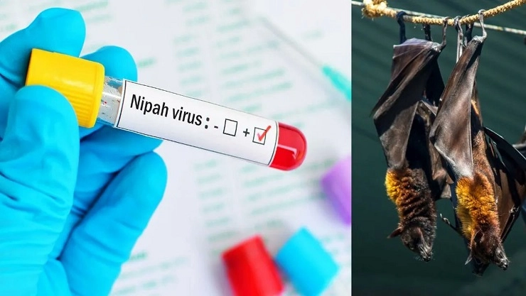 Nipha Virus