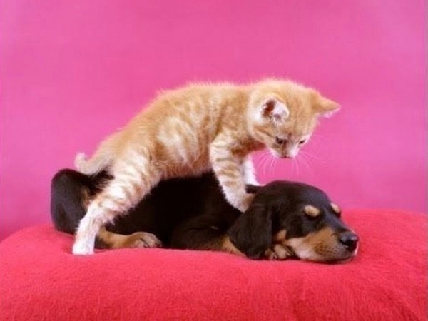 Cats Massaging Dog