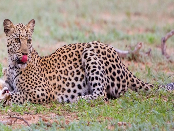 Leopard_Cat