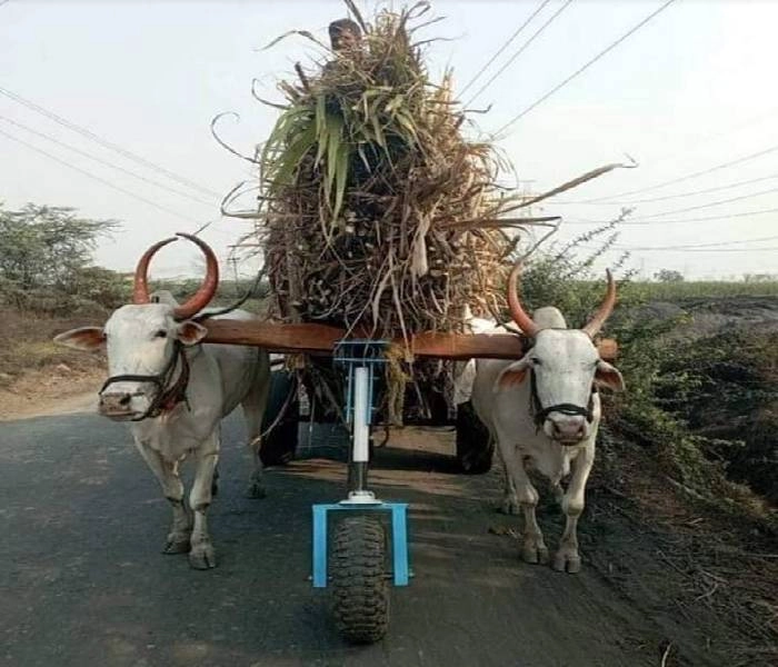 bullock cart