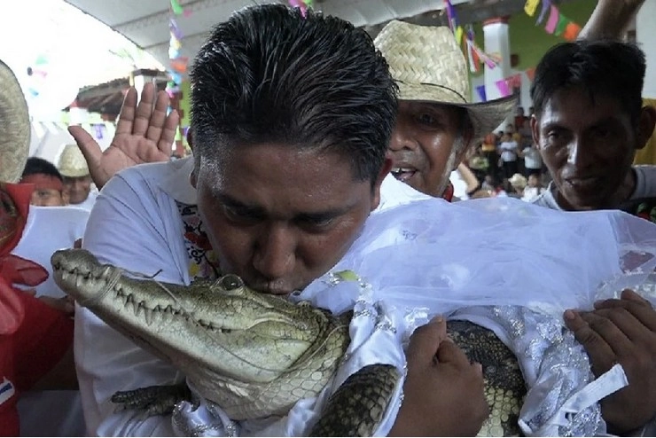 crocodile marriage
