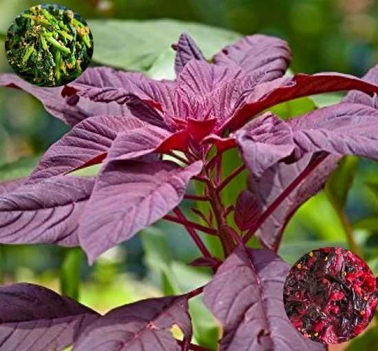 red amaranth leaves