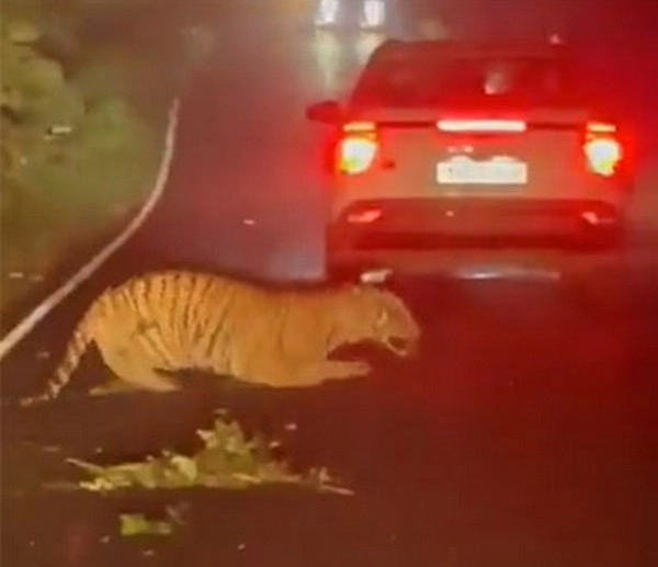 tiger hit vehicle
