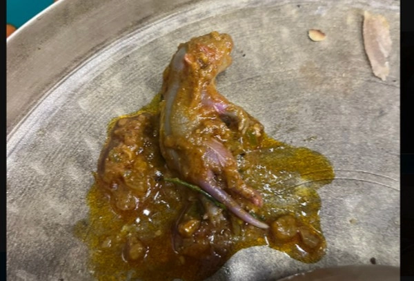 Rat in Chicken Curry