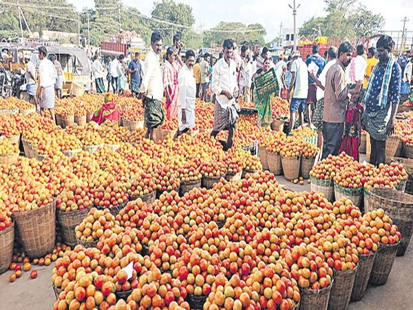 tomatos in market