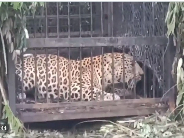 cheetah captured