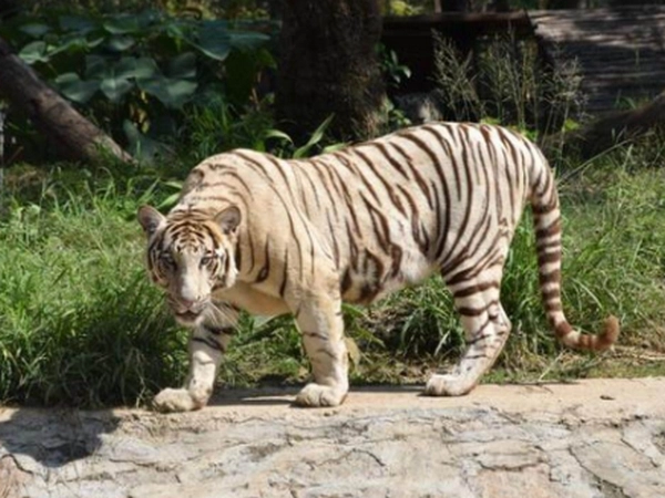 Bengal tiger Abhimanyu