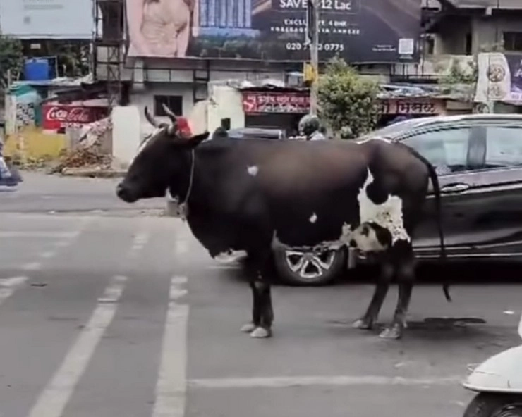 cow traffic line