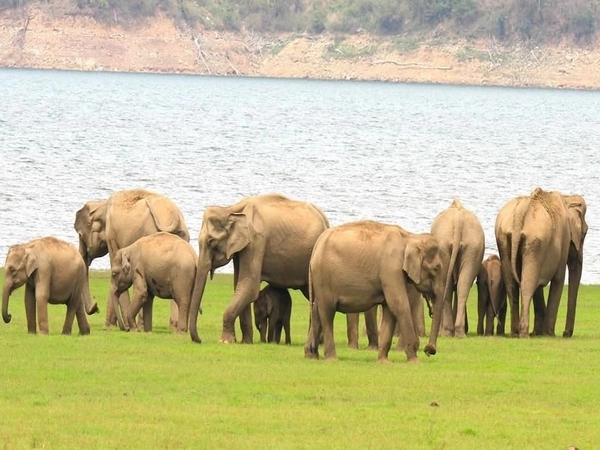 Elephants