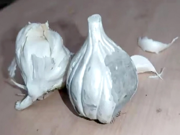 Fake garlic