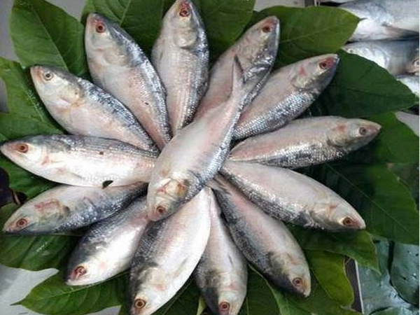 Hilsa