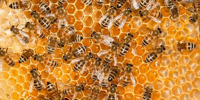 Learn democracy from honeybees