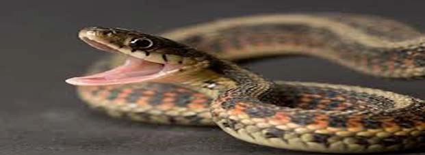 This snake is creating panic in Rampur village