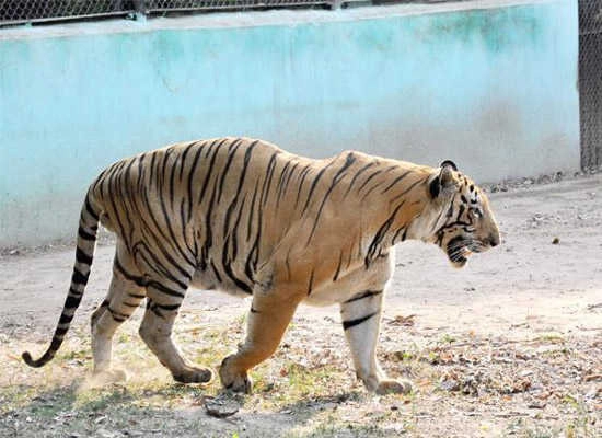 After Avni a male tiger expires, this time during relocation