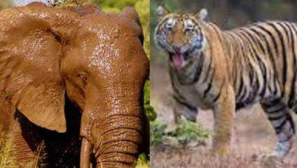4 more elephants, 1 tiger killed by trains in Assam, MP