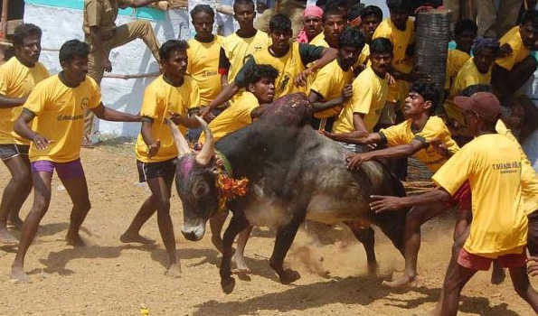 Two spectators gored to death, 50 injured in bull racing event ‘Manju Virattu’ in TN