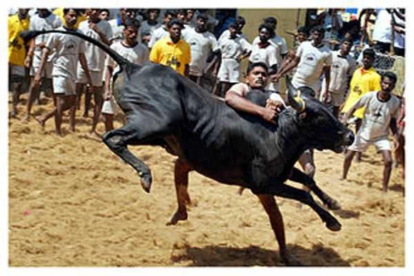 Jallikattu issue, TN on boil as crowd protest swells, stir spreads to districts