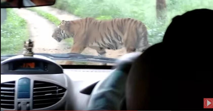 Webviral: When suddenly a tiger blocks your way! (Video)
