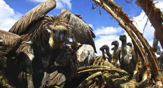 Africa: More than 150 vultures poisoned to death, seemingly for 'muti'