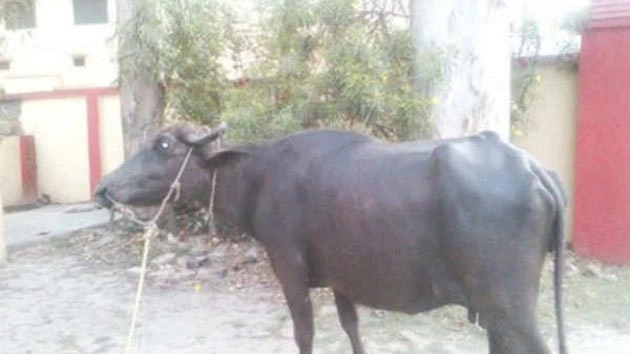 The reason why UP police arrested this Buffalo is simply Hilarious