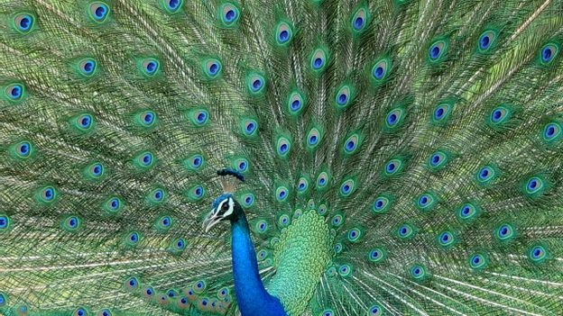 The Bizarre theory of peacock not having sex