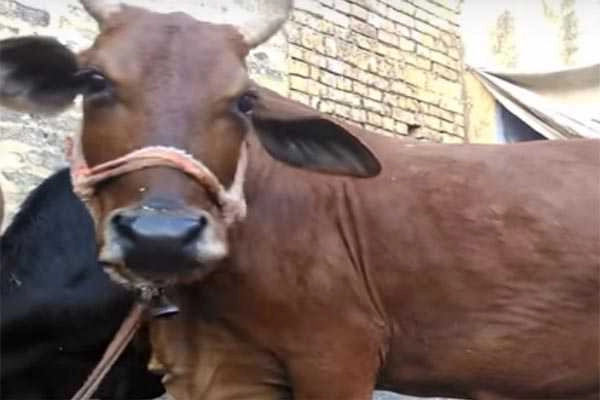 What! This butcher performed “Gau Poojan”