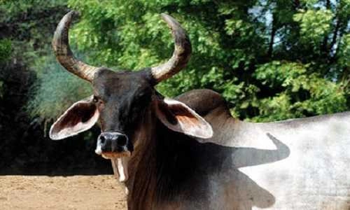 SC gives a big blow to centre on Cow slaughter ban