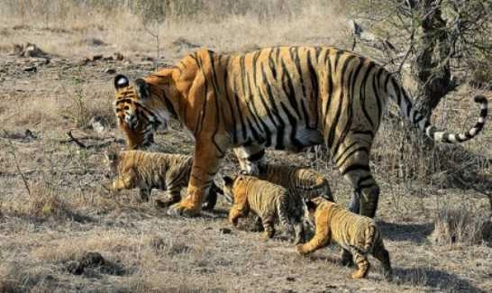 Good news! Surge in the population of Tigers in this reserve