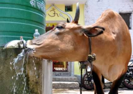 Mamta govt says ban on “Cattle smuggling” led to Basirhat riot