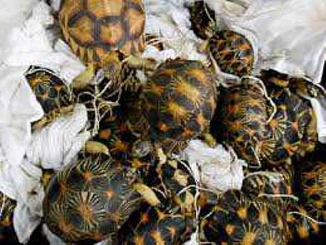 World Animal day special: Turtle sanctuary to come up in Allahabad