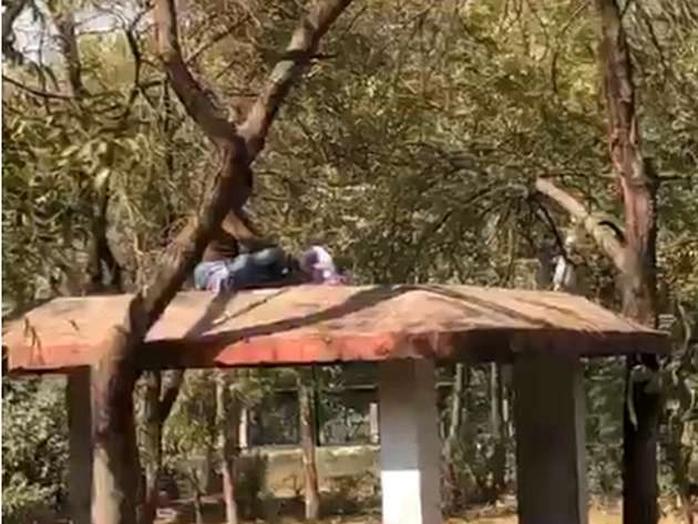 Man jumped into the cage of seven lions in Indore’s zoo, rescued by staff (Video)