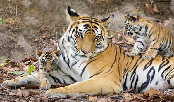 Two cute cubs delivered by Tigress Ankita will make your Sunday