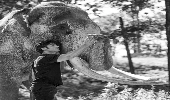 Vidyut Jammwal becomes elephant whisperer for 'Junglee'