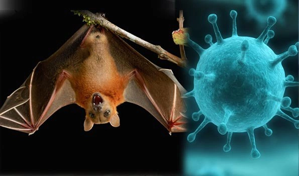 Nipah virus infection, a newly emerging zoonosis that causes severe disease