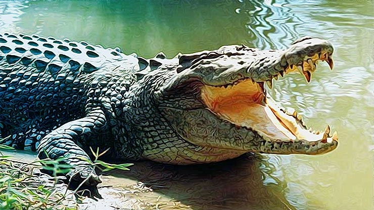 Crocodile drags a middle aged man into mid of Brahmni river
