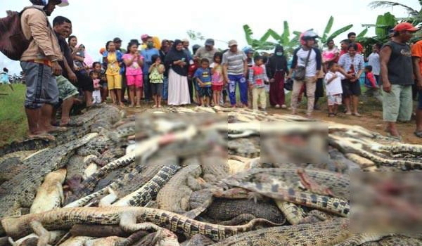 Around 300 crocodiles slaughtered to avenge death of one man