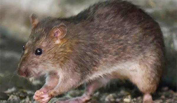 World's first human case of rat disease hepatitis E discovered