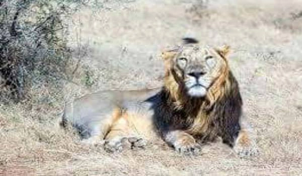 Lion attacks two temporary drivers in Gir forest