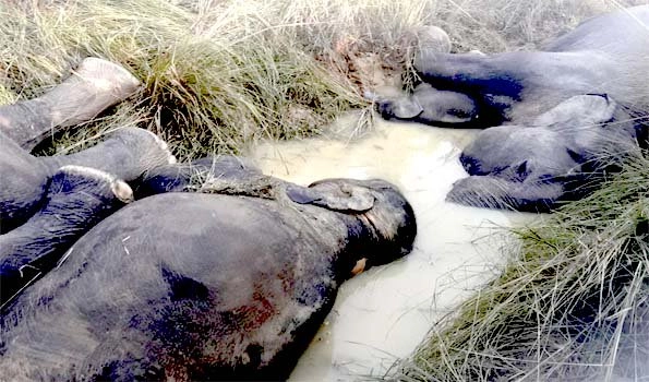 Seven elephants of a herd die of electrocution in Bhubaneswar