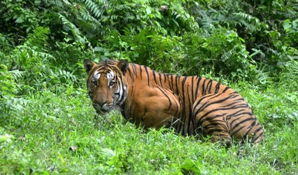 Arthritic tiger set for second hip surgery in 4 days